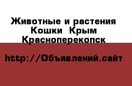 Животные и растения Кошки. Крым,Красноперекопск